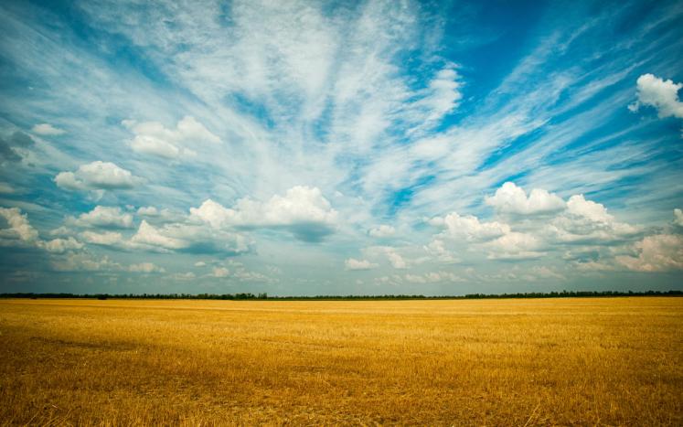 Grain field and blue skies